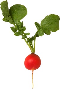 A radish